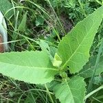 Parthenium integrifolium पत्ता