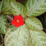 Episcia cupreata Цветок