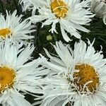 Leucanthemum maximumЦвят