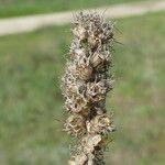 Coris monspeliensis Fruto