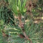Pinus heldreichii Folha
