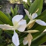 Hedychium coronarium Blodyn