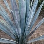 Agave tequilana Leaf