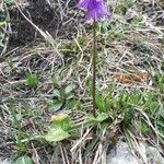 Soldanella alpina Fleur