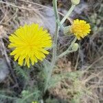 Crepis chondrilloides Цвят