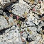 Campanula erinus (زهرة)