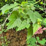 Kosteletzkya adoensis Leaf
