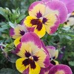 Viola × wittrockianaFlower