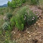 Dianthus siculus موطن
