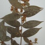 Myrcia bracteata Otro