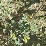 Leucosidea sericea Yaprak