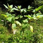 Atropa bella-donna Alkat (teljes növény)