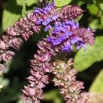 Salvia nemorosa Flower