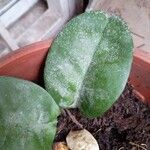 Hoya australis Leaf