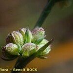 Bupleurum tenuissimum ফল