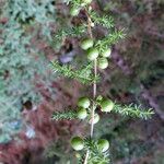 Asparagus acutifolius Fruto