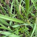 Allium oreophilum Blad