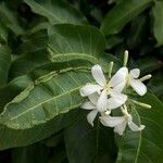 Saba senegalensis Blüte