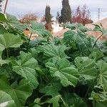 Malva parvifloraبرگ