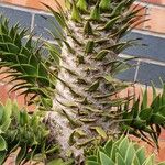 Araucaria araucana Bark