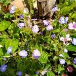 Browallia americana Квітка
