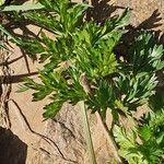 Mutellina adonidifolia 葉