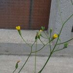 Crepis pulchra Flor