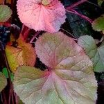 Petasites pyrenaicus Blatt