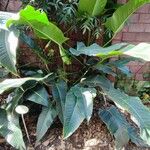 Philodendron davidsonii Yaprak