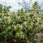 Stachys maritima Habit