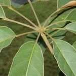 Schefflera morototoni Folla