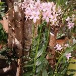 Epidendrum ibaguense Alkat (teljes növény)