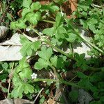 Nemophila aphylla Hábito