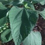 Tithonia rotundifoliaLeaf