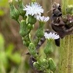 Lactuca biennis Fiore