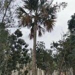 Sabal yapa Yaprak