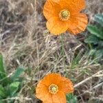 Papaver atlanticum പുഷ്പം