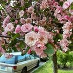 Malus coronaria Blomst