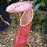 Nepenthes spectabilis Fruit