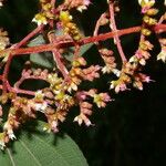 Leandra granatensis Floare