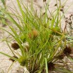 Carex bohemica Характер