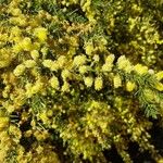 Acacia verticillata Цвят