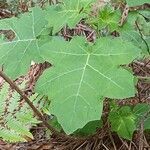 Solanum capsicoides برگ