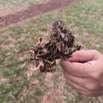 Acacia auriculiformis Fruchs