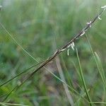 Nardus stricta 果實