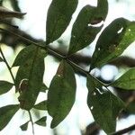 Matayba elaeagnoides Leaf