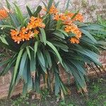Clivia x cyrtanthiflora 花