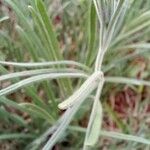 Senecio brasiliensis Hoja