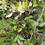 Aronia melanocarpa Fruto