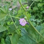 Malva multiflora Virág